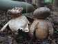 Szitaszájú csillaggomba (Myriostoma coliforme), Budai-hegység